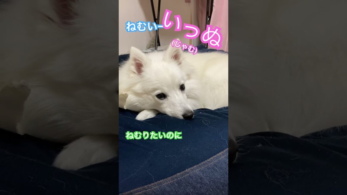 眠り姫【日本スピッツ】#dog