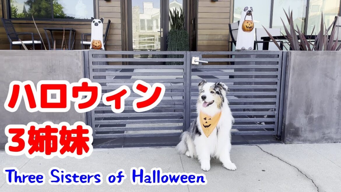 ハロウィンのバンダナをつけてお散歩した愛犬【オーストラリアンシェパード】 ハロウィンのバンダナをつけてお散歩した愛犬【オーストラリアンシェパード】