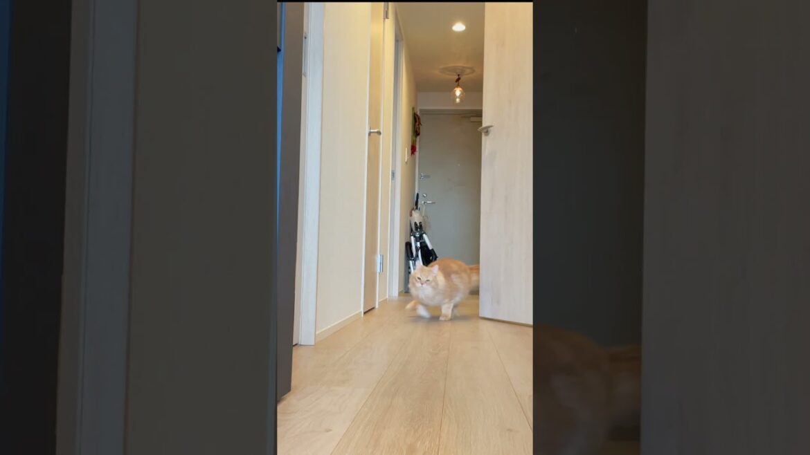 全力で走るもふもふの猫 #猫 #cat #サイベリアン #siberian #もふもふ #走る #shorts