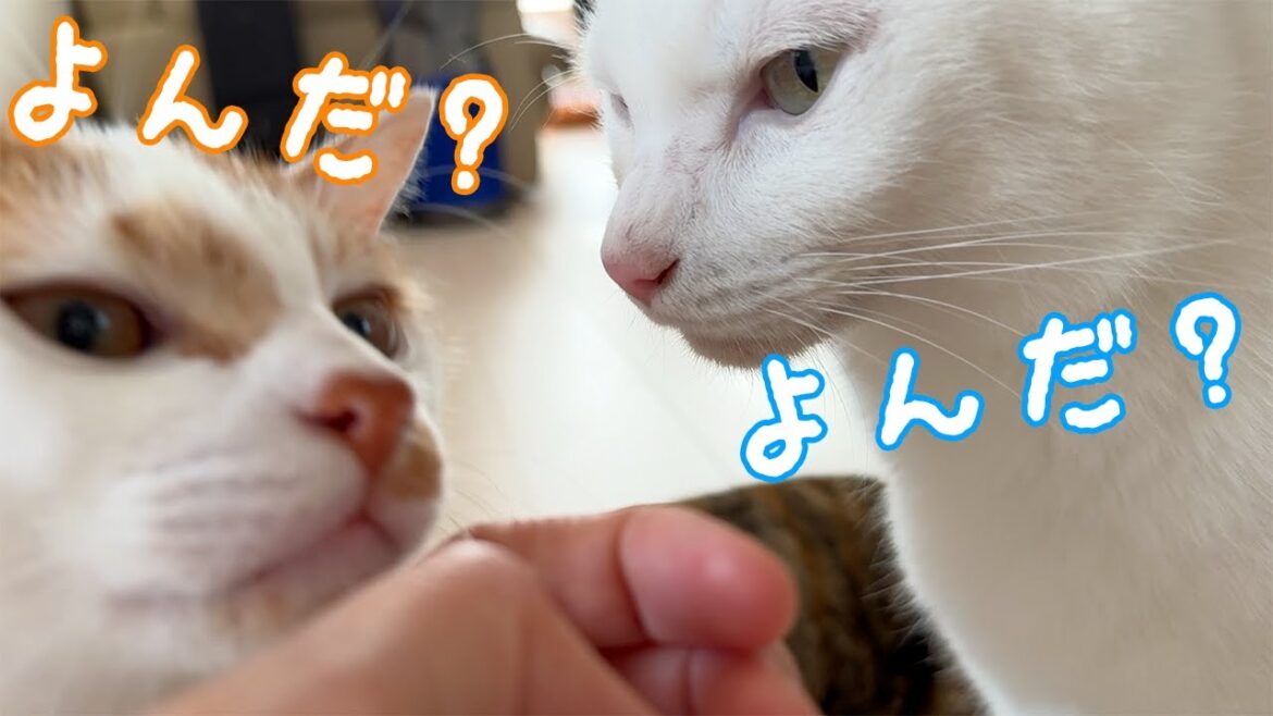 姉猫マロが甘えてるとすぐに現れるチロとトロ