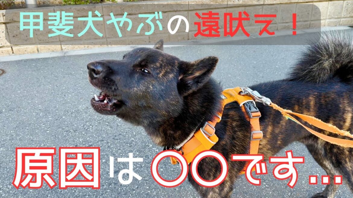 【甲斐犬】狩猟犬の甲斐犬やぶの遠吠え3連発！あれが通ると遠吠えします...。