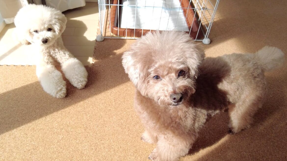 この季節限定の新しいルーティンが愛犬に加わりました！