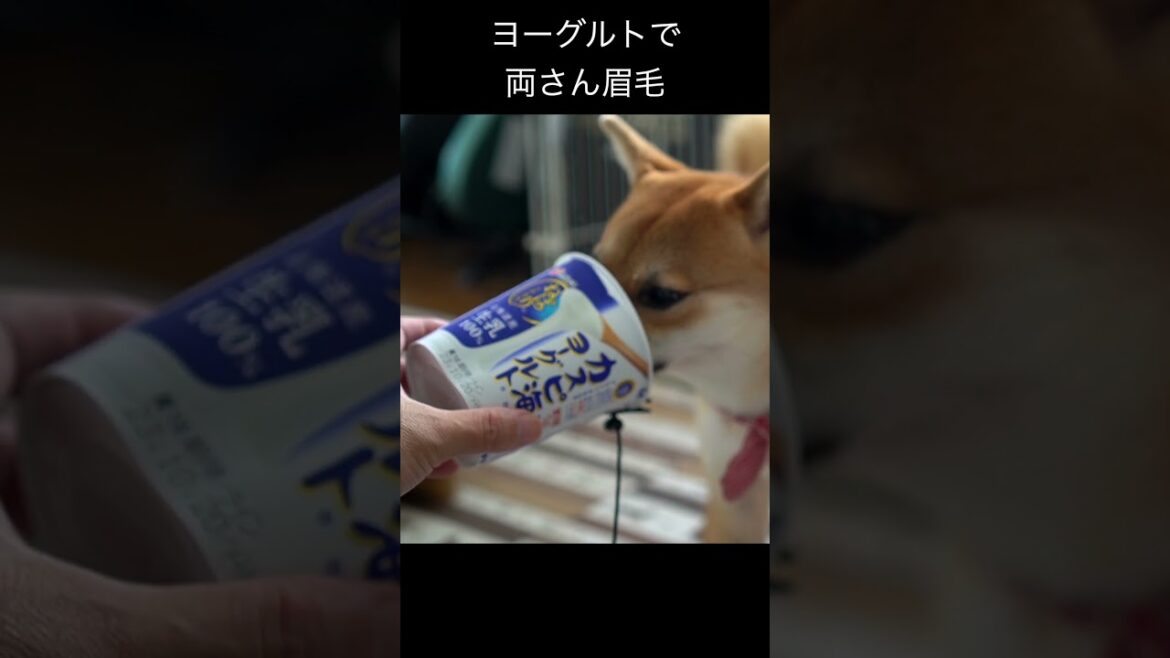 ヨーグルトで両さん眉毛 #神戸 #shibaken #dog #柴犬 #japan #柴犬のいる暮らし