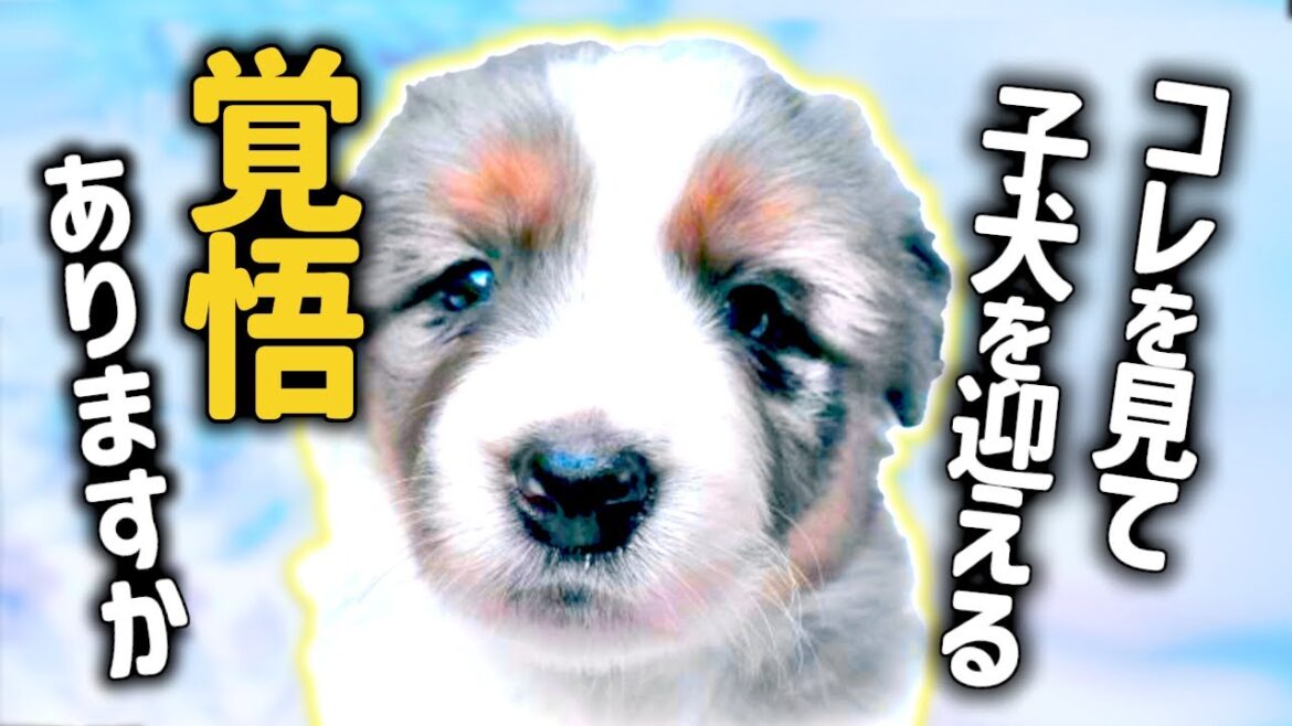 初日から心が折れる事実がこの5つでした  子犬 お迎え ボーダーコリー
