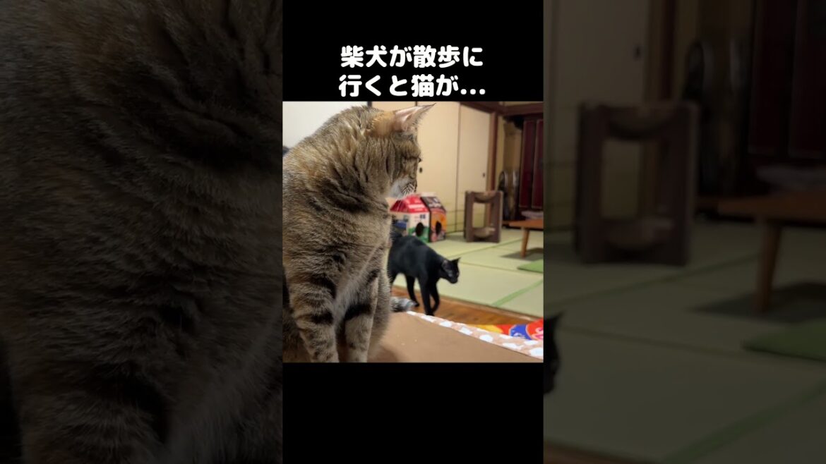 柴犬が散歩に行くと猫たちがこうなりました…　#shorts