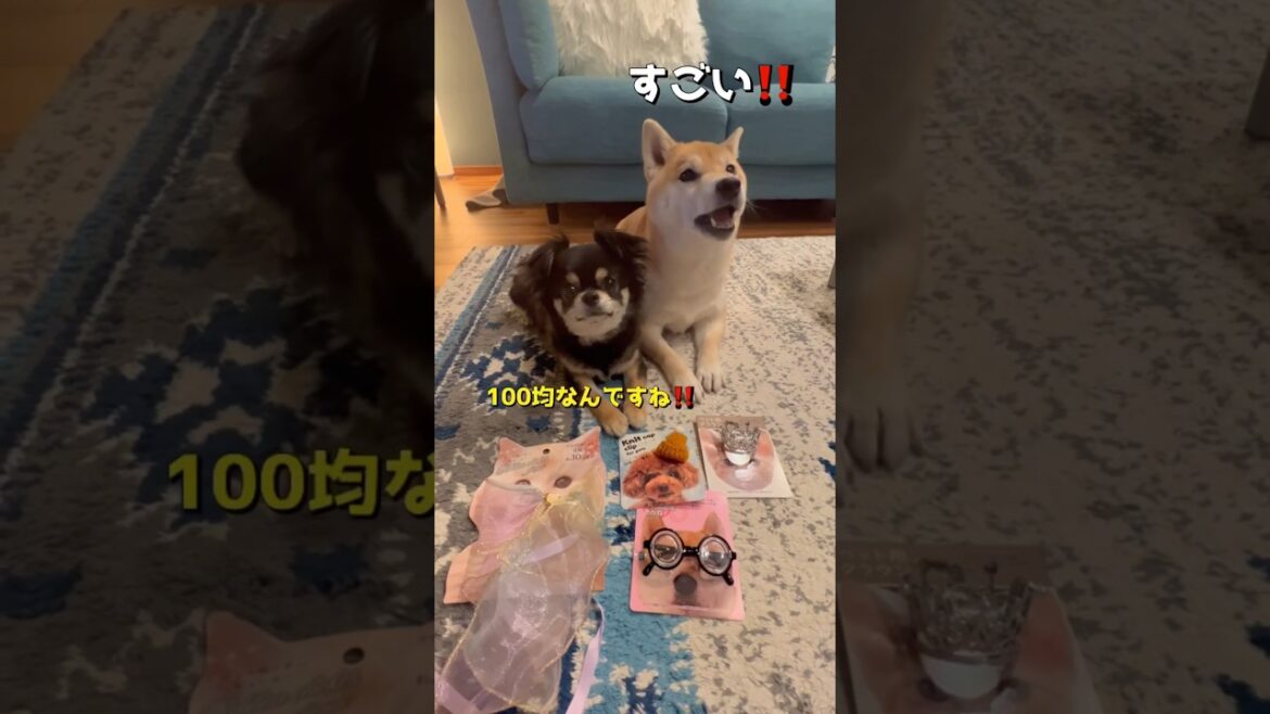 100均のペット用品がかわいすぎた😍❤️#柴犬 #チワワ #shorts