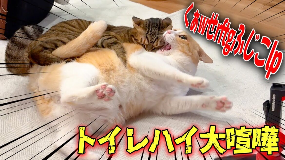 オシッコして興奮した猫たちが大喧嘩したら”猫から出ちゃいけない音”が出てしまいました… オシッコして興奮した猫たちが大喧嘩したら”猫から出ちゃいけない音”が出てしまいました…
