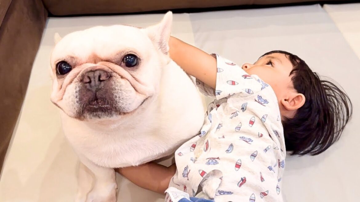 3歳児の奇行に困惑するフレンチブルドッグ