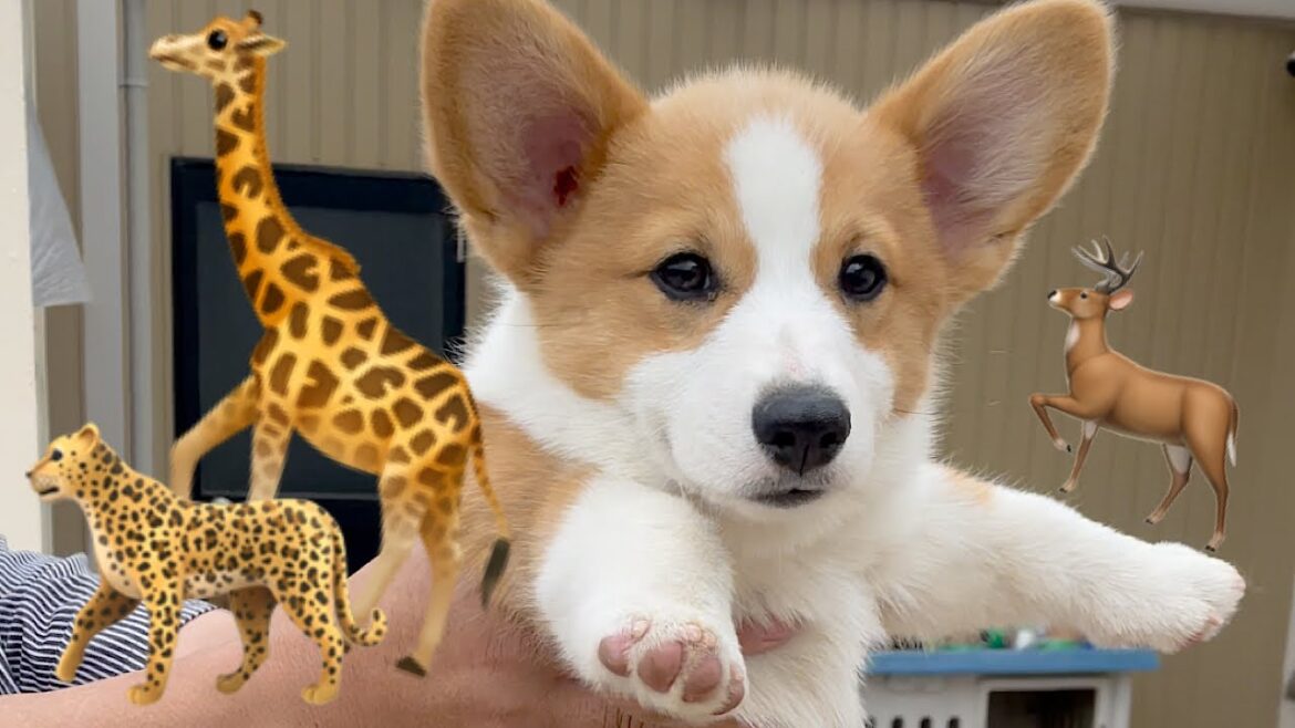 【子犬】ライオンキングのあのシーンをやってみたら可愛いすぎた‼︎【コーギー子犬】 【子犬】ライオンキングのあのシーンをやってみたら可愛いすぎた‼︎【コーギー子犬】