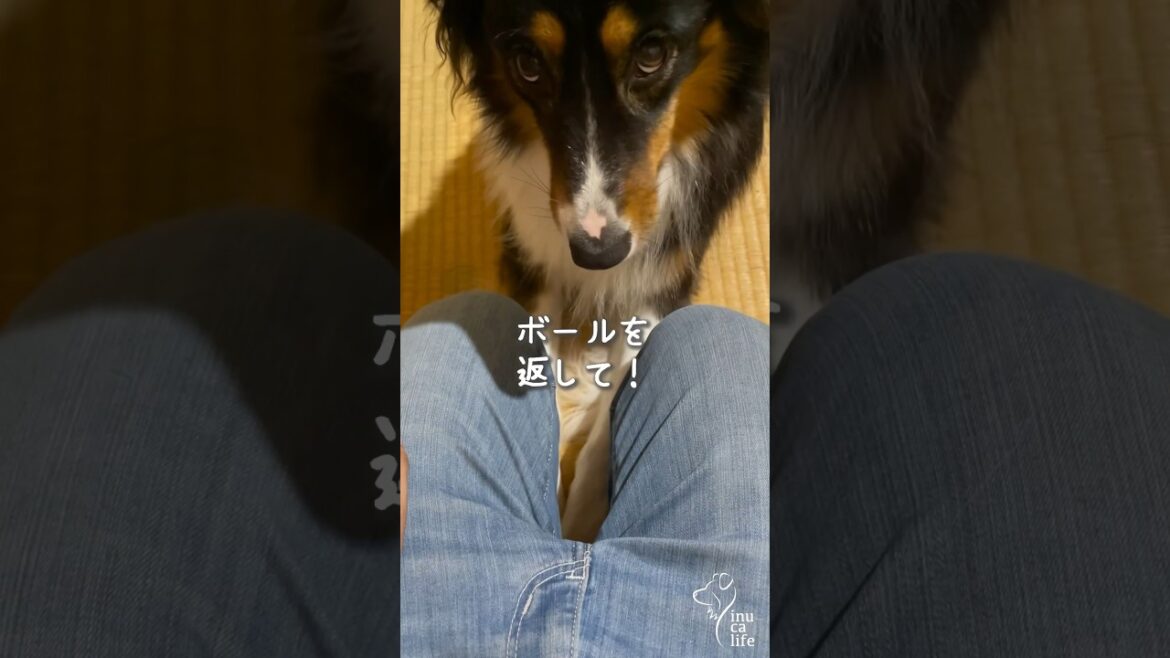 怒ってにらむオゥシー #オーストラリアンシェパード #犬との暮らし 怒ってにらむオゥシー #オーストラリアンシェパード #犬との暮らし