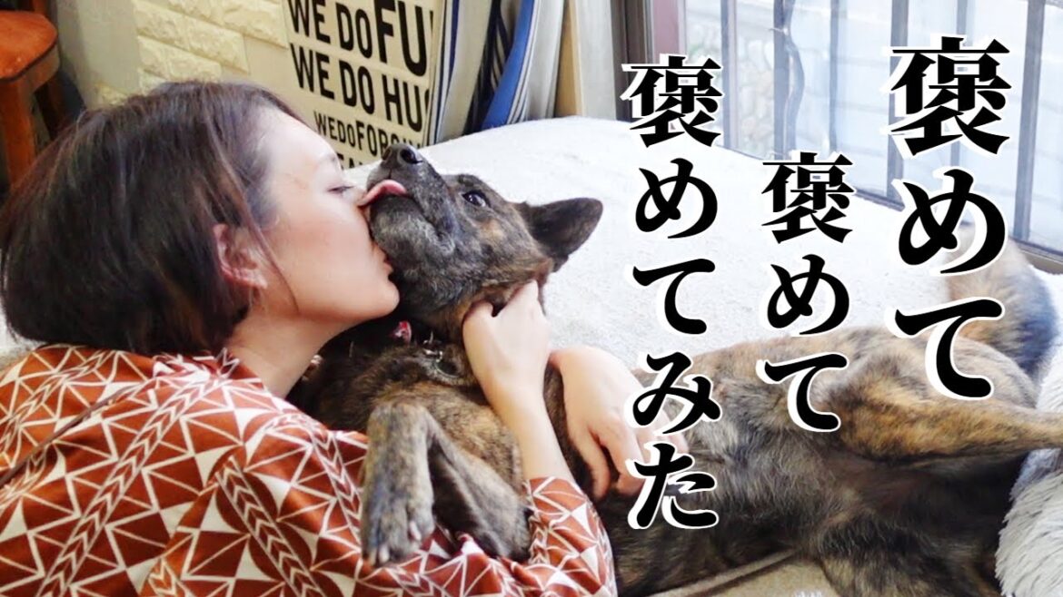 甲斐犬を褒めてみたらこうなりました【柴犬・甲斐犬】 甲斐犬を褒めてみたらこうなりました【柴犬・甲斐犬】