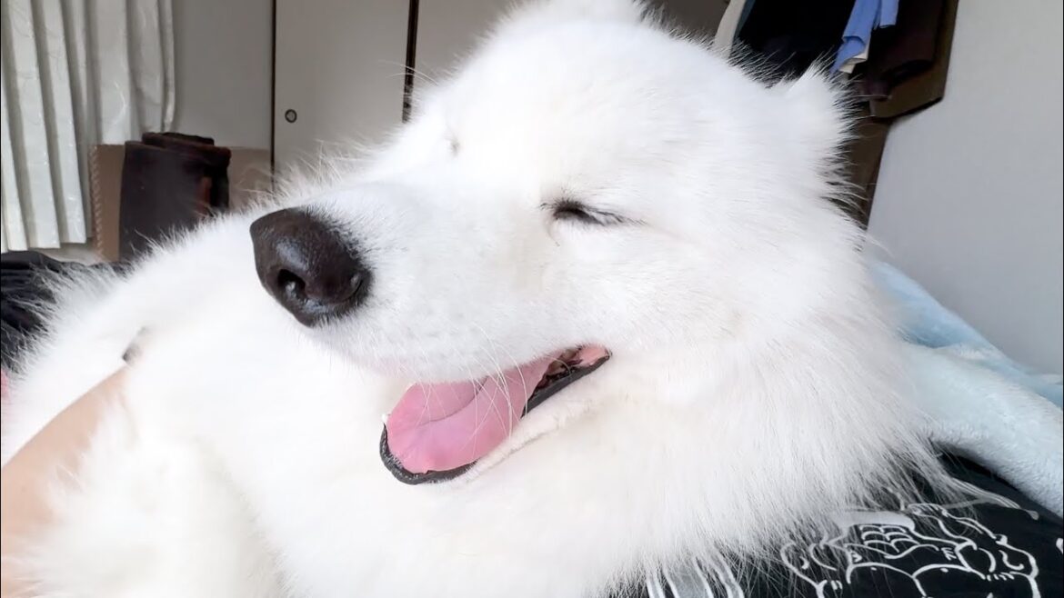 甘えん坊すぎて毎朝ベッドまで甘えに来てくれる犬が可愛すぎました…!【サモエド】 甘えん坊すぎて毎朝ベッドまで甘えに来てくれる犬が可愛すぎました…!【サモエド】