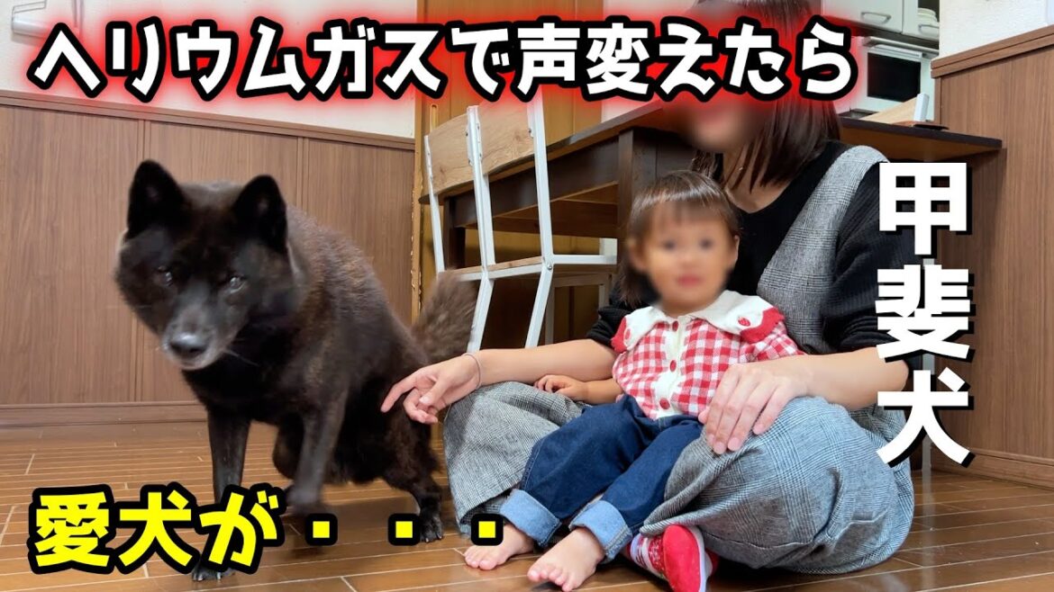 ヘリウムガスで声変えたらこうなりました【甲斐犬一休と猫のしずく】
