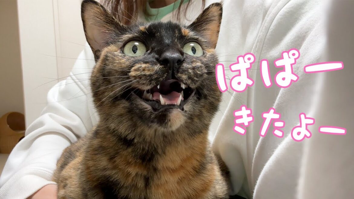 ママに甘えながらパパに話しかけるサビ猫が可愛すぎる…！