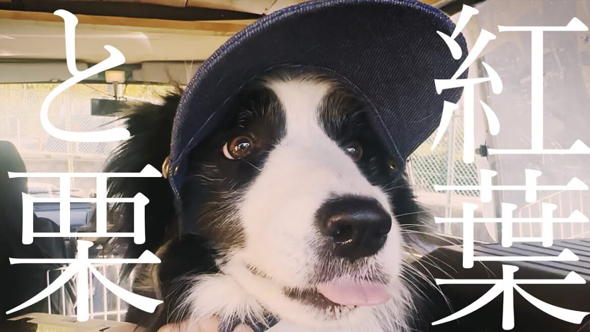 2匹でお揃いの帽子をかぶって紅葉を見に行ったらモテモテになってしまいました【ボーダーコリー】 2匹でお揃いの帽子をかぶって紅葉を見に行ったらモテモテになってしまいました【ボーダーコリー】