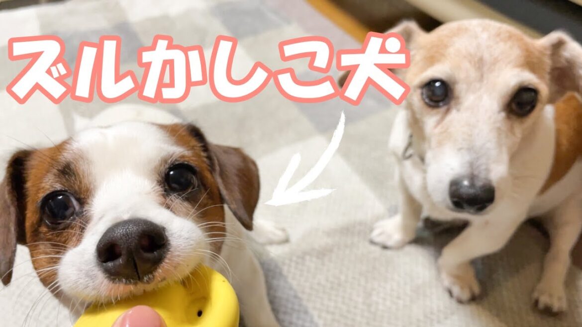 【3ぴき多頭飼い】JRTは頭が良い？ずる賢い作戦を考えたジャックラッセルテリア
