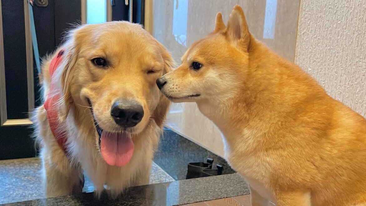 お互いの帰宅を心待ちにしている豆柴とゴールデンレトリバーが可愛すぎました… お互いの帰宅を心待ちにしている豆柴とゴールデンレトリバーが可愛すぎました...