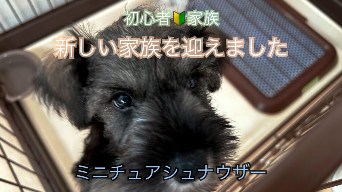 【ミニチュアシュナウザー】 雨との出会い、そしてお迎え 【ミニチュアシュナウザー】 雨との出会い、そしてお迎え