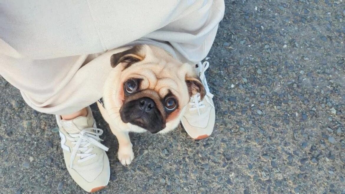 臆病なパグは白鳥に威嚇され、野良猫に睨まれます…。Timid pugs are intimidated by swans and glared at by stray cats...【パグ、pug】