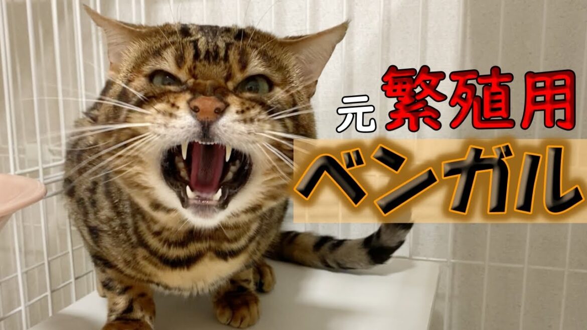 【里親募集】繁殖場出身ベンガルの里親様を募集します! 【里親募集】繁殖場出身ベンガルの里親様を募集します!