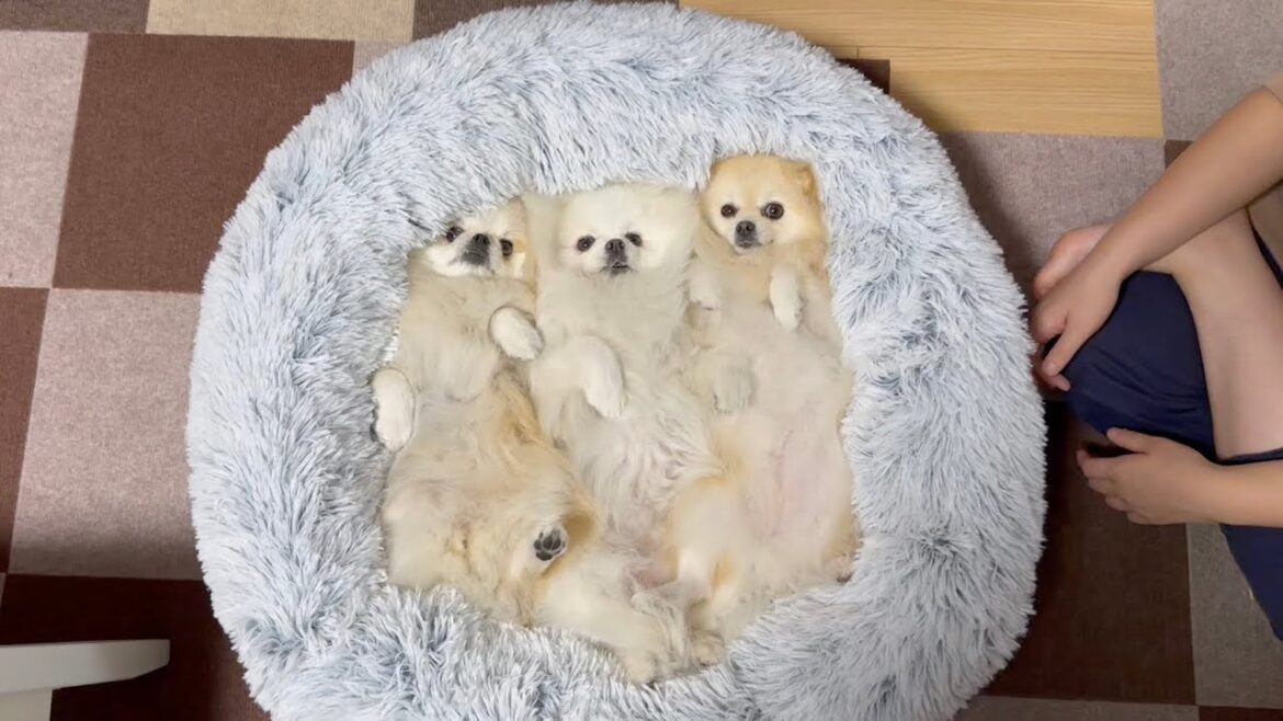 ポメラニアン達に極上ペットソファを与えたらこんな事になりました笑