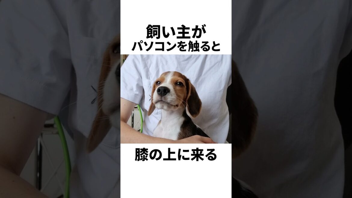 ビーグルをお迎えして分かったこと