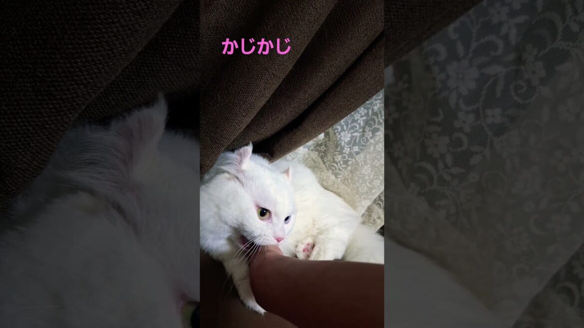 【オッドアイ幸せを呼ぶ猫】獲物を噛りまくるラビちゃん#猫#cat#白猫#キンカロー#shorts