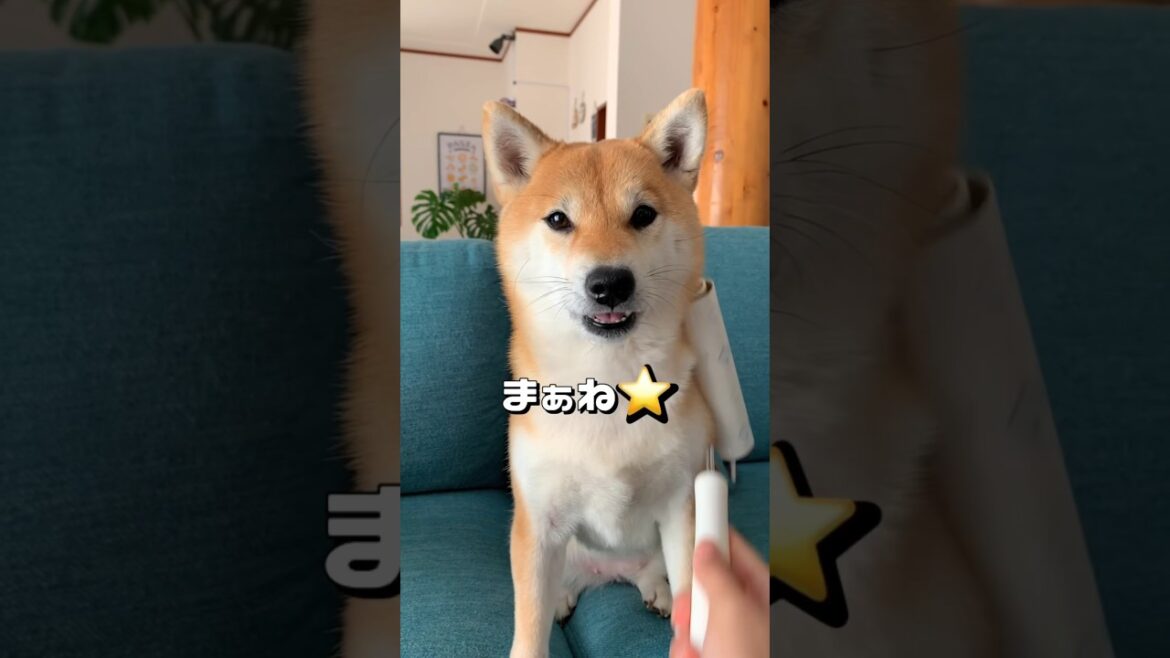 コロコロは必需品🐶🐶‼️#柴犬 #shibainu #shorts
