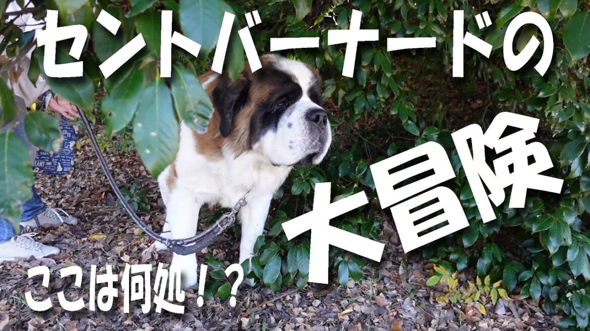 【これがセントバーナードの冒険（散歩）だー！】平凡なセントバーナードの日記　This is a St. Bernard's adventure!