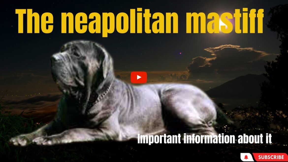 The Neapolitan Mastiff: Majestic And Mighty