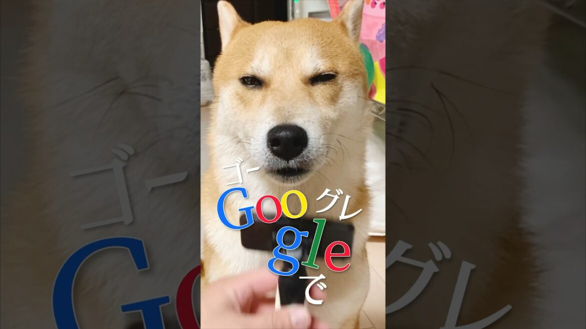 柴犬が違う動物になる瞬間#柴犬#犬#動物
