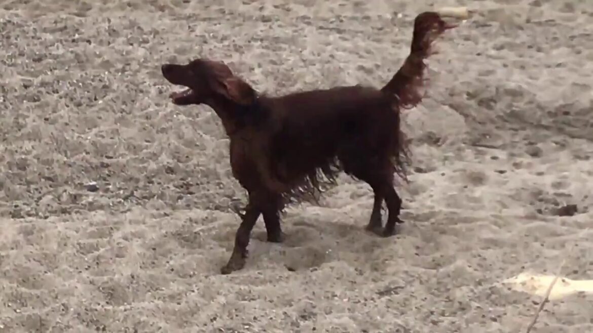 【鳥猟犬】鴨を追い出すアイリッシュセター Irish Setter play with duck
