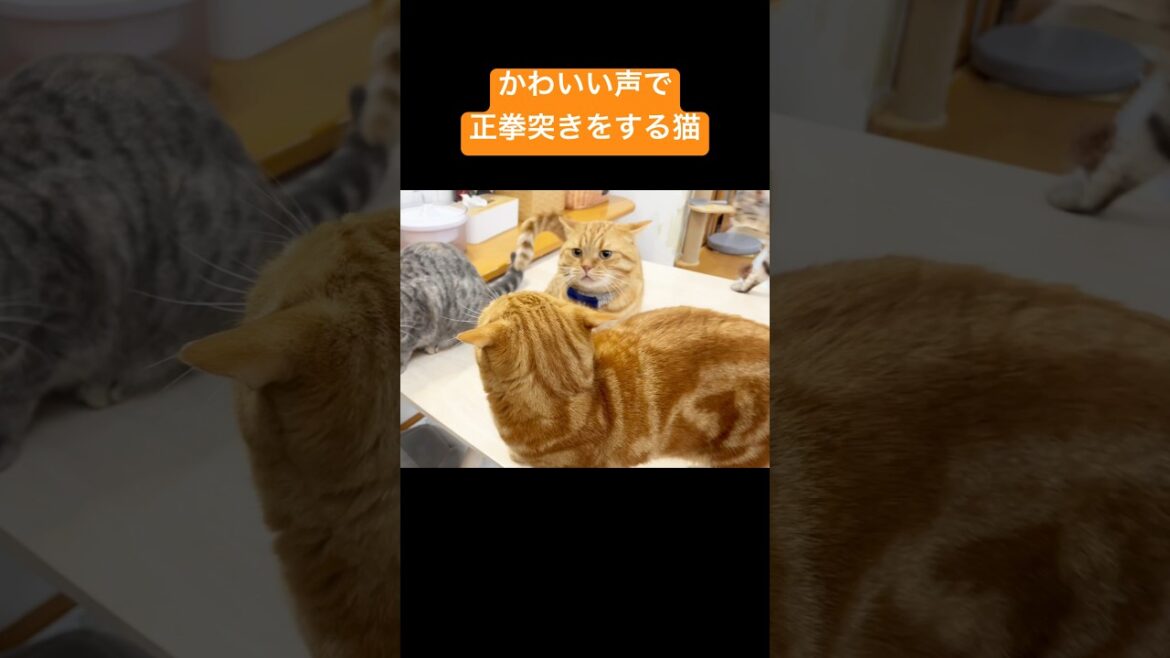 【猫の鳴き声】かわいい声で正拳突きをする茶々パパ #猫 #マンチカン #shorts