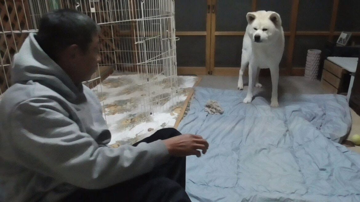 【秋田犬ゆうき】めっきり寒くなって来た夜をぽっかぽか♪にしようと二人で軽めに運動する【akita dog】
