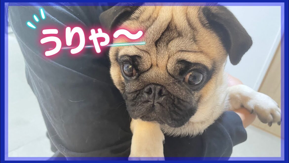 【パグを飼いたい人】のんびり温厚なイメージのパグですが、こんなパグもいます🥲🥲