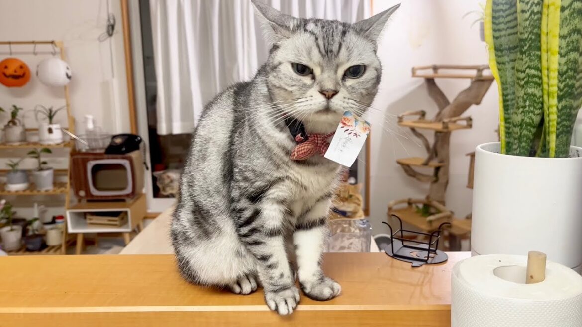 何かをつけてるあいちゃんをガン見する茶々くんと気にかけてるポッポちゃん #アメリカンショートヘア #猫