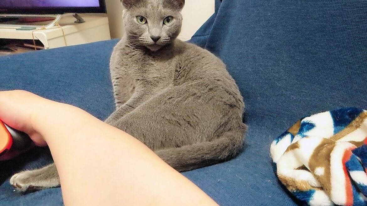 【猫動画】ゲームしてる嫁に甘えたいロシアンブルー【russianbule】Russian Blue wants to be pampered and turns her butt