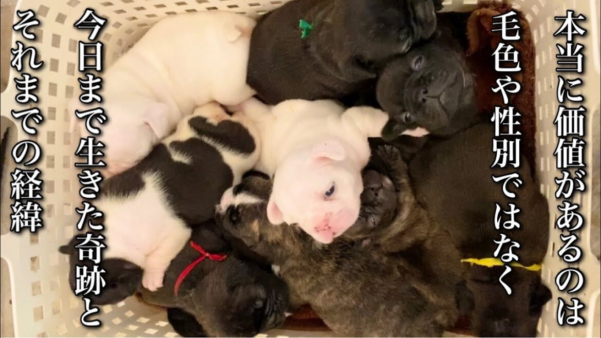 【ドッグブリーダーの気持ち】子犬を迎える前に必ず見て欲しい動画 【ドッグブリーダーの気持ち】子犬を迎える前に必ず見て欲しい動画