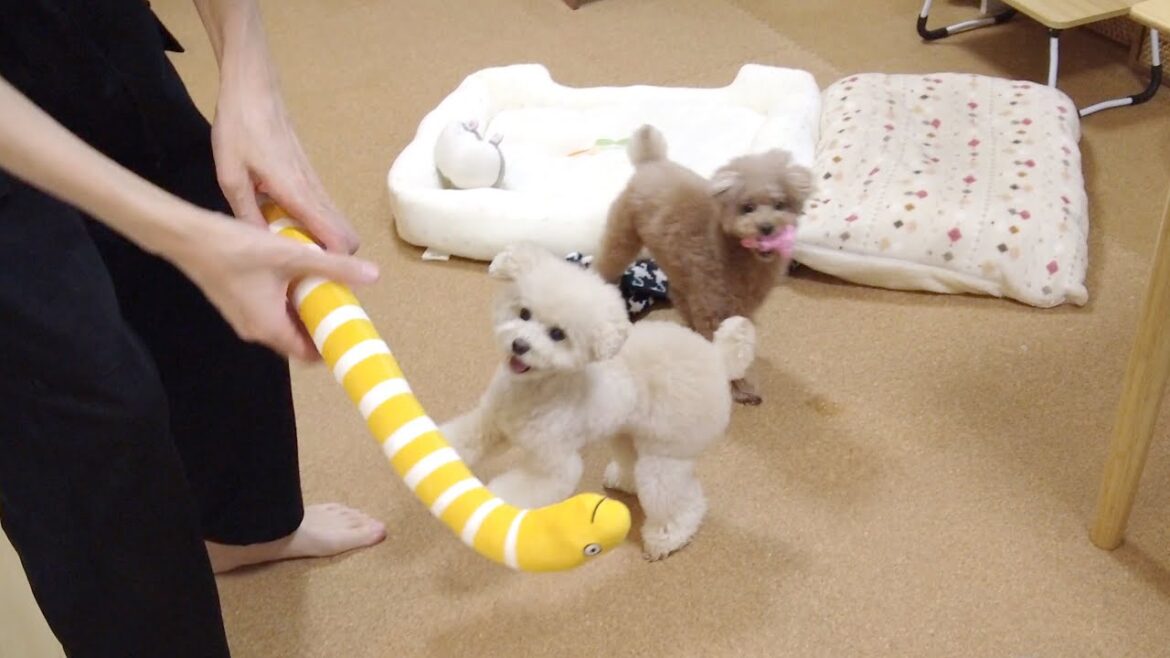 ホームセンターで買ってきたおもちゃの明暗がはっきりと分かれました