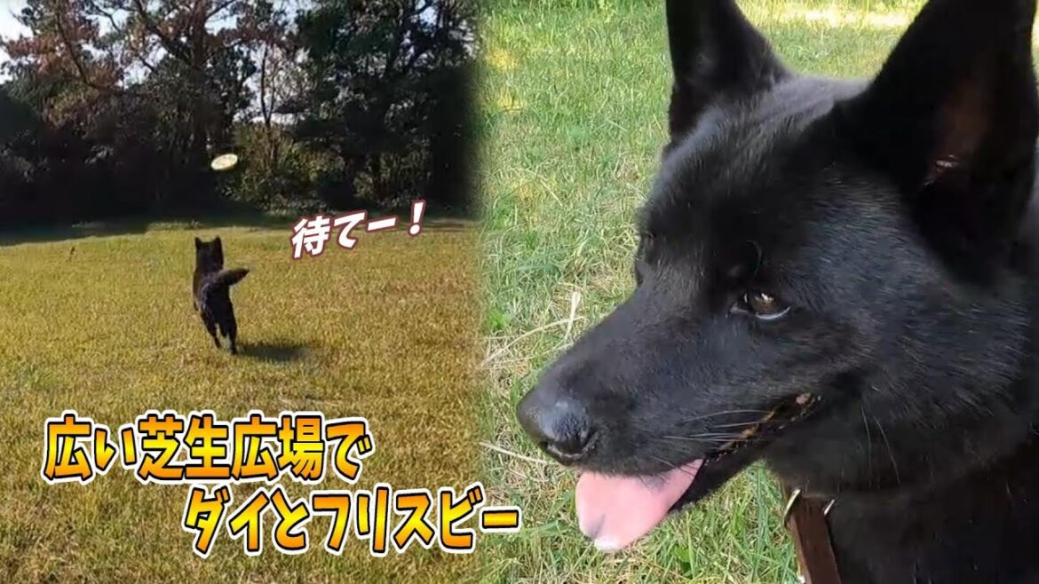 【甲斐犬】一度もキャッチ出来た事ないフリスビーで遊んだ！