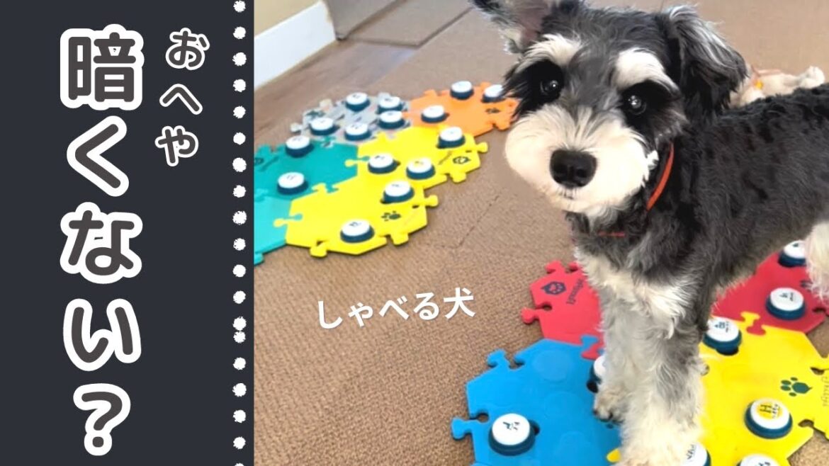 部屋が暗いっていう犬【しゃべる犬】