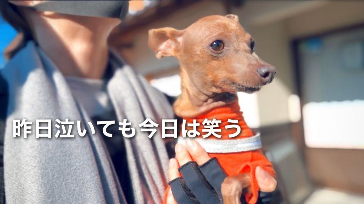 【50代、未婚、子無し】久しぶりに愛する息子と幸せな時間を過ごせた休日【ミニピン／元保護犬】
