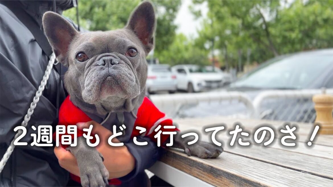 2週間ぶりに飼い主と再会して過ごす愛犬。またお留守番で怒っちゃう？