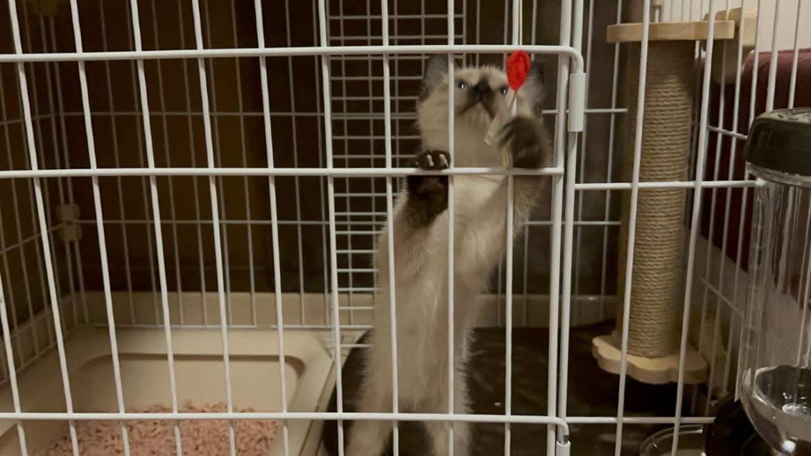 【保護猫】【たぬき】子猫のときの鳴き声可愛すぎ♡【シャム猫】