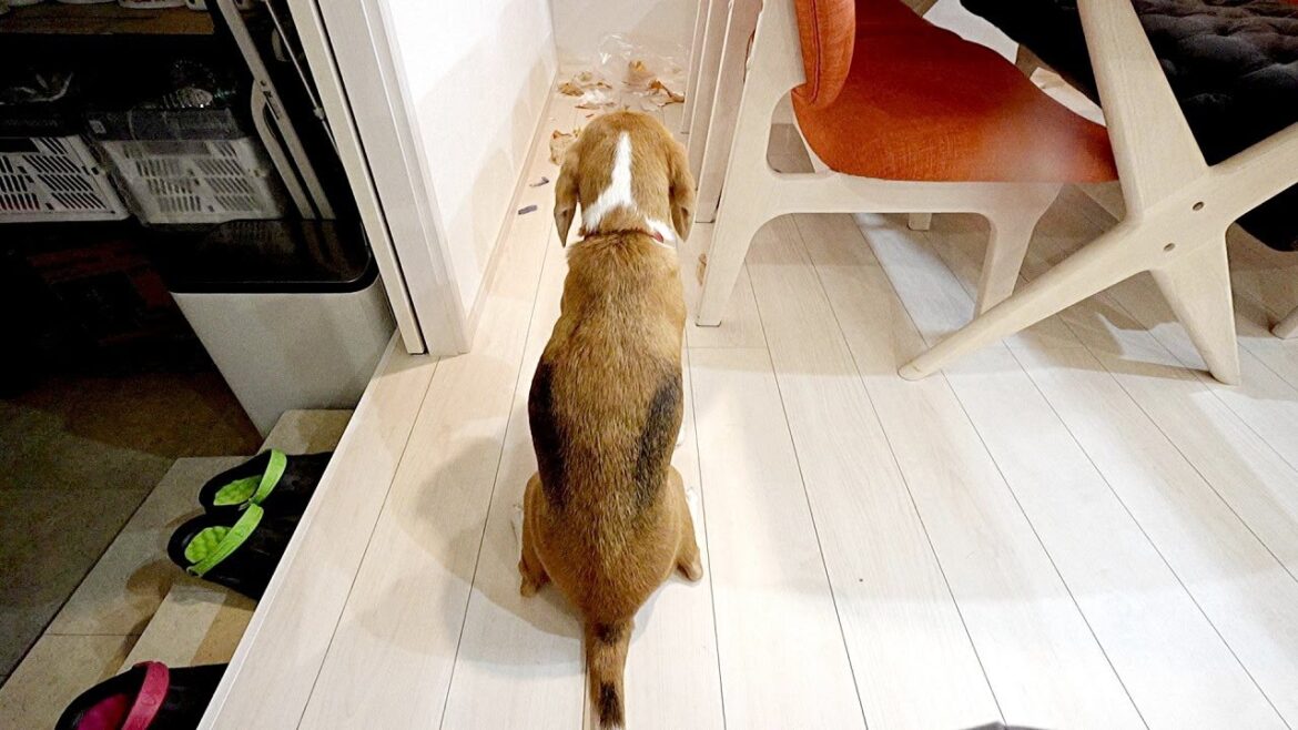 【反省？】怒られてガチ凹みするビーグル犬