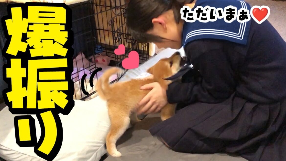 尻尾振り全力で出迎える仔犬そして柴犬姉妹に新たな展開が! 尻尾振り全力で出迎える仔犬そして柴犬姉妹に新たな展開が!