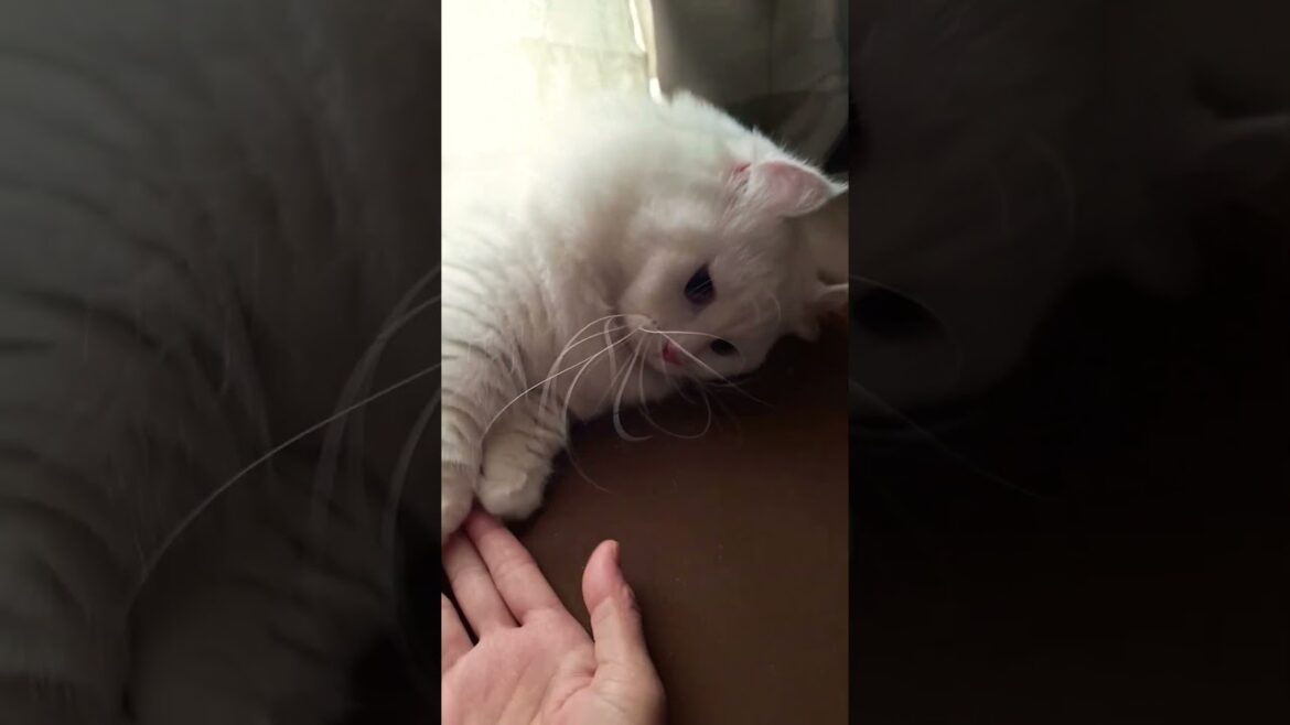 【オッドアイ幸せを呼ぶ猫】たまにわサービスするラビちゃん#猫#cat#白猫#キンカロー#shorts