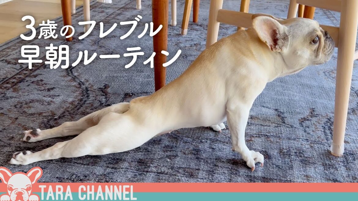 【フレブル密着】新居でのタラちゃんのモーニングルーティン〜フレブルの朝は忙しい〜