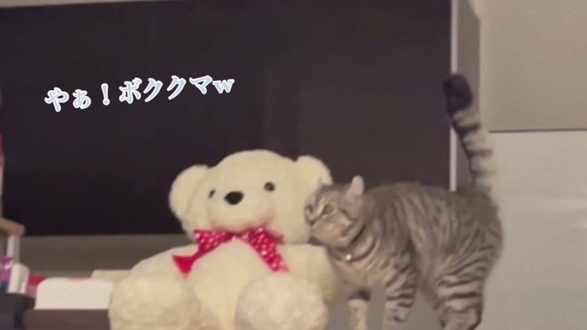 『アメリカンカール☆のり太』おやつの攻防してる猫が可愛すぎる(*^^)v