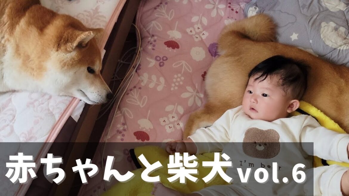 柴犬の存在に気づいた赤ちゃんは、安心して眠りにつく